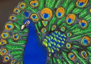 Peacock Drawing for Grade 5 and 6 Art Lessons