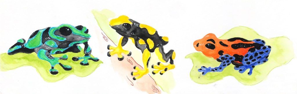 Poison Dart Frogs